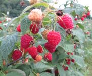 red raspberries